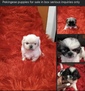 Pekingese puppies For Sale <br>Experienced  Pekingese puppies For Sale  Experienced Dog Breeder of 3 yrs. I have 6 Pekingese puppies available now for sale. They are currently 7 weeks old. They are up to date on shots and paperwork/ACA registered. $2000 OBO Please call/text the number below and be payment ready serious inquiries only!  L. English 2156787110