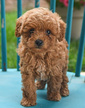Mini Poodles <br>Born4/27 Family-raised$1395 7178420914  Mini Poodles  Born4/27 Family-raised$1395 7178420914 Drumore,PA www.LancasterPuppies.com